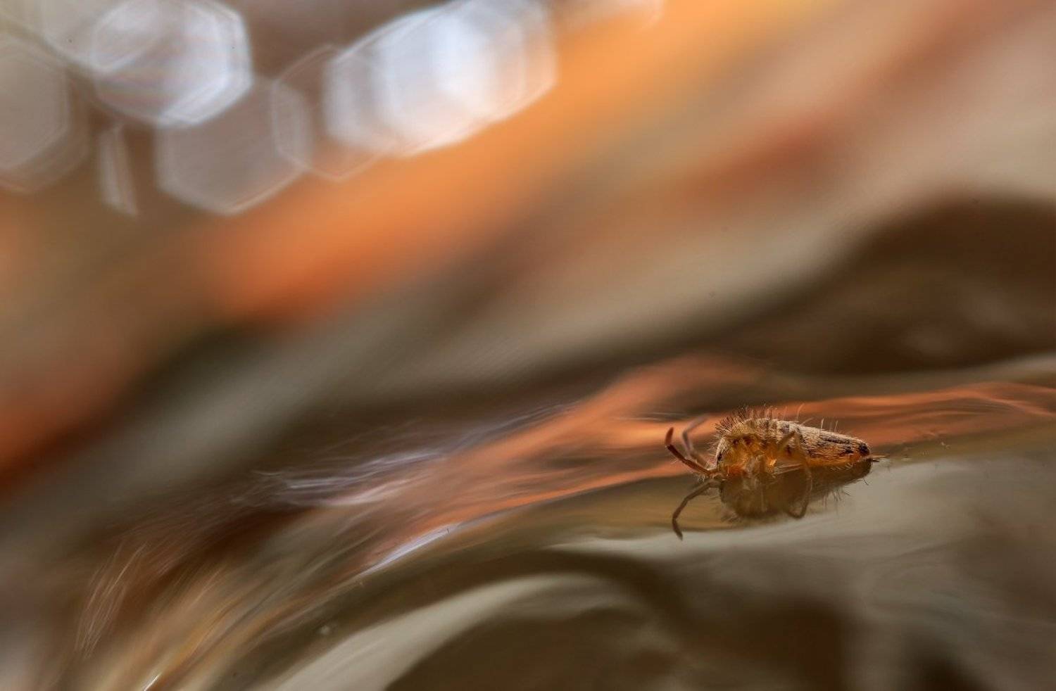 коллембола, Валерия Зверева