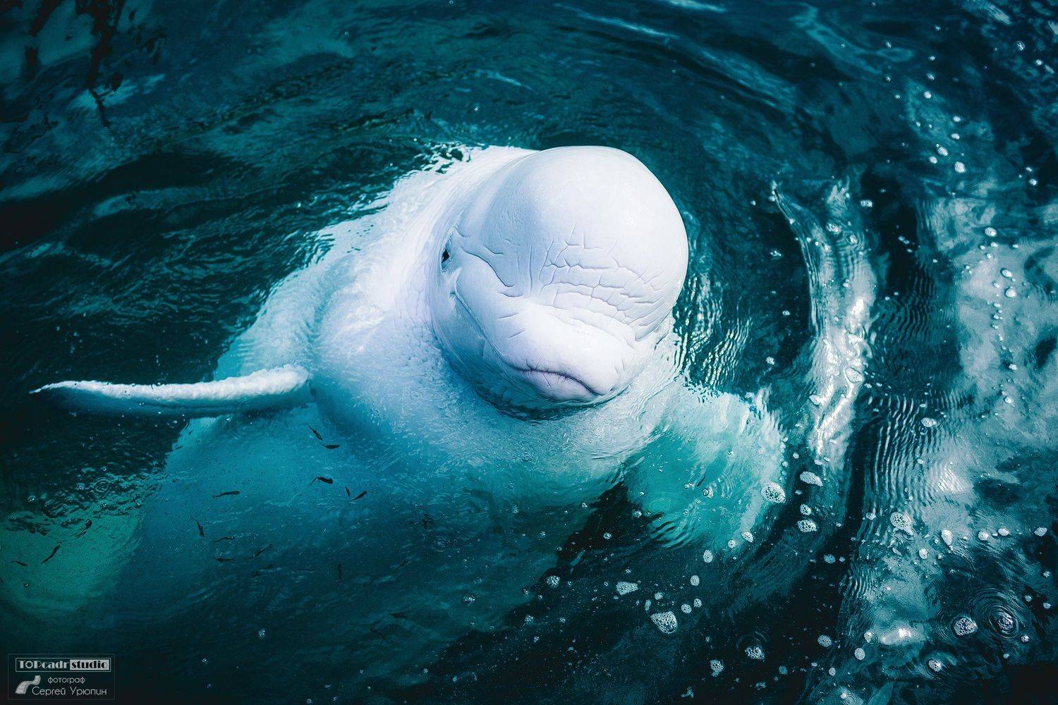 , Сергей Урюпин