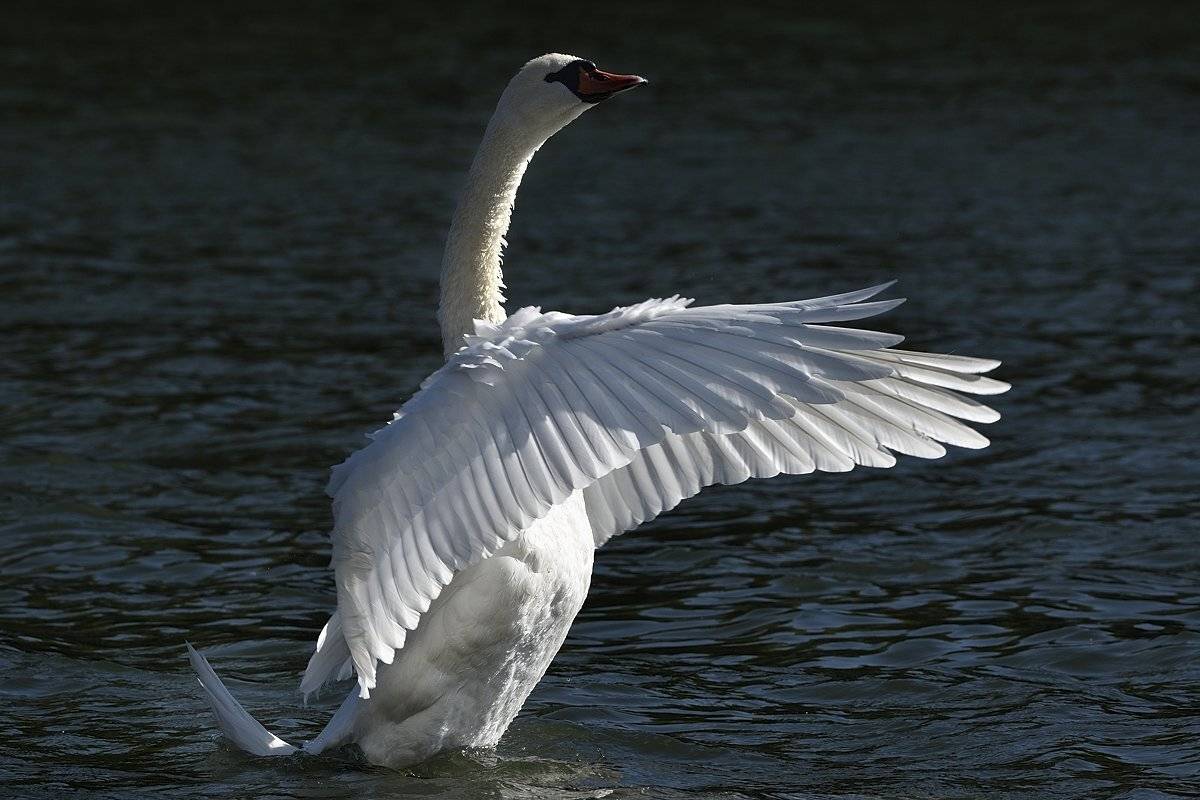 птицы birds, Jaroslav Mego