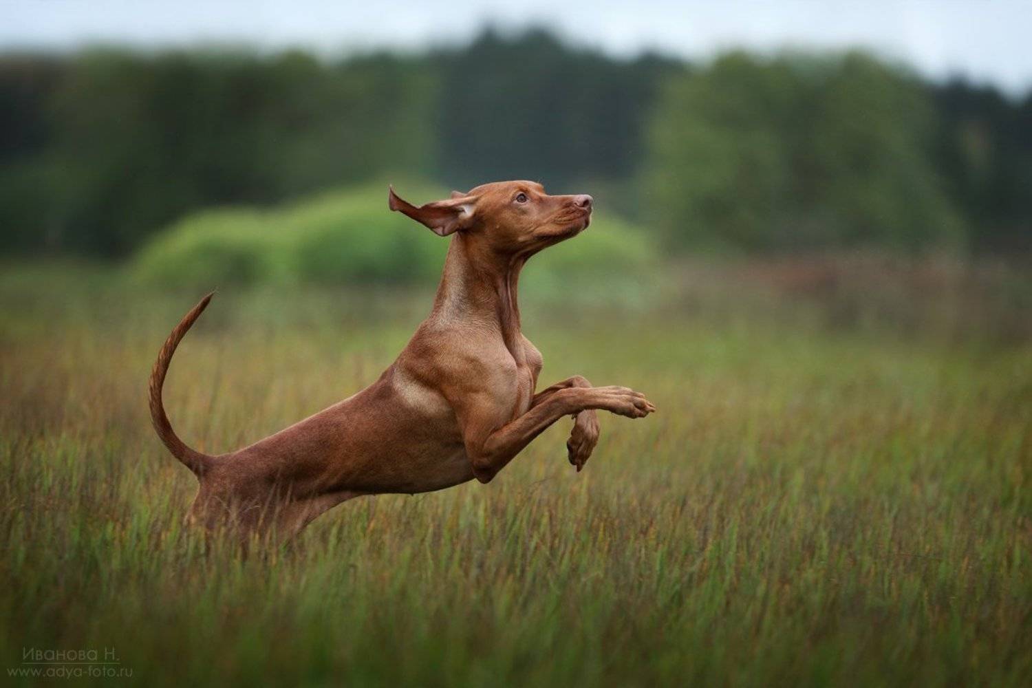 , Надежда Иванова