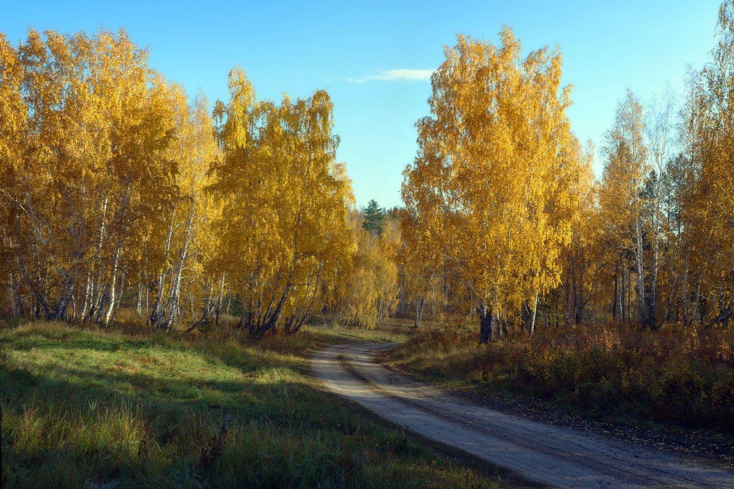 Россия,осень,золотые березы,лесная дорога,желтые листья,голубое небо,Russia, autumn, golden birches, forest road, yellow leaves, blue sky, Сергей Козлов