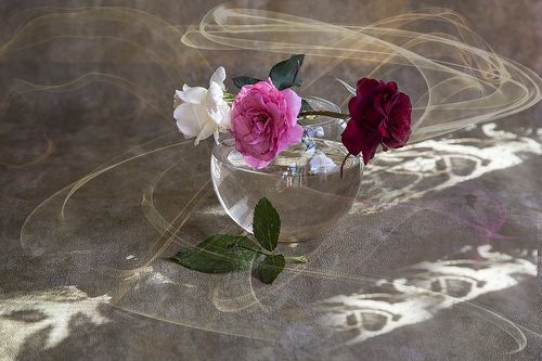 Чайной розы аромат