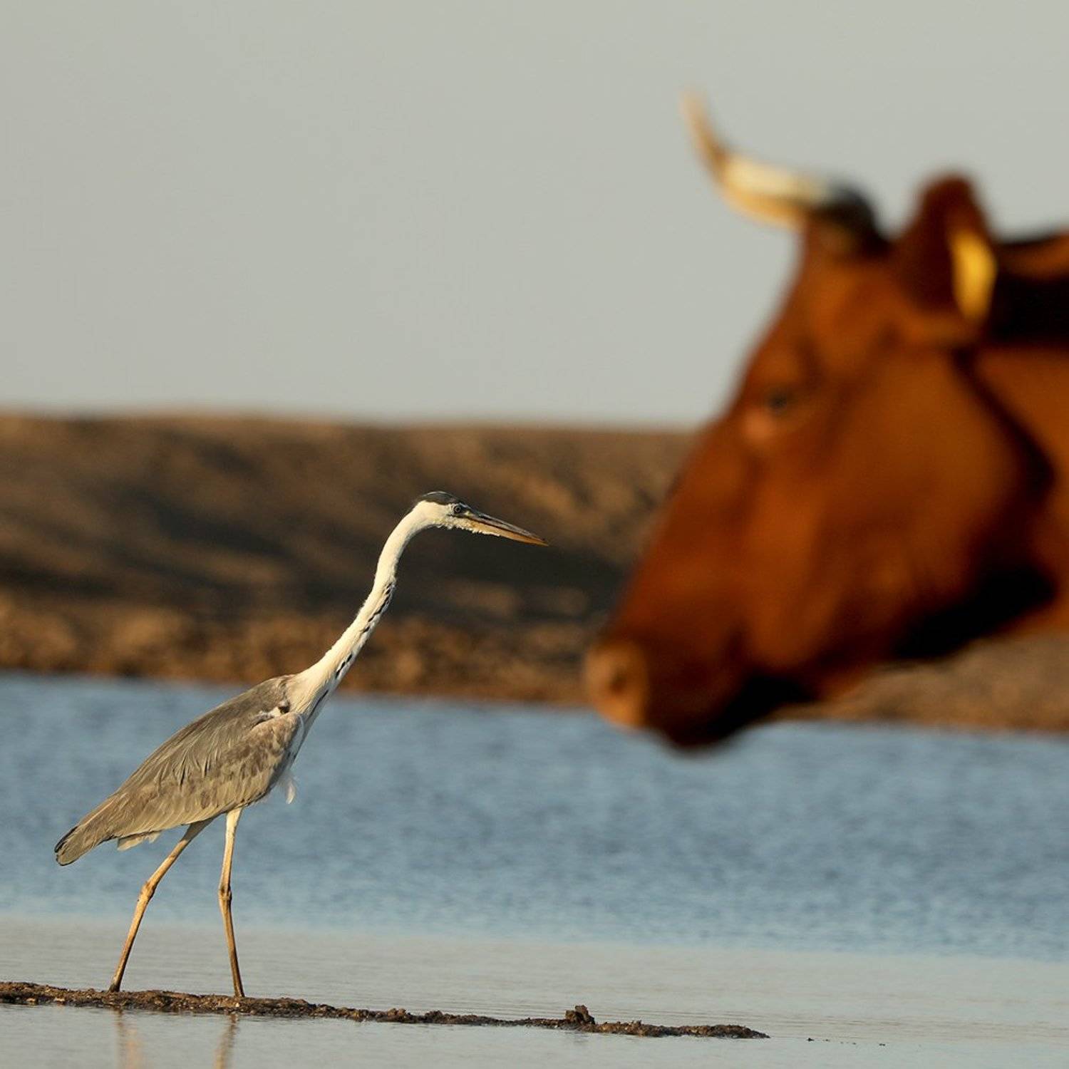 , Иваненко Светлана