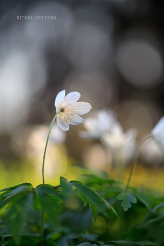 Белые грезы Весны / The White Dreams of Spring