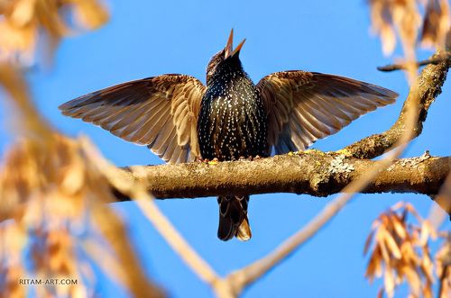 Весна - поет скворец / Spring - Starling singing