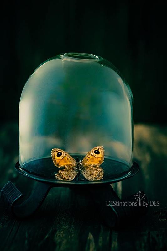 butterfly,  freedom, still life Freedom фото превью