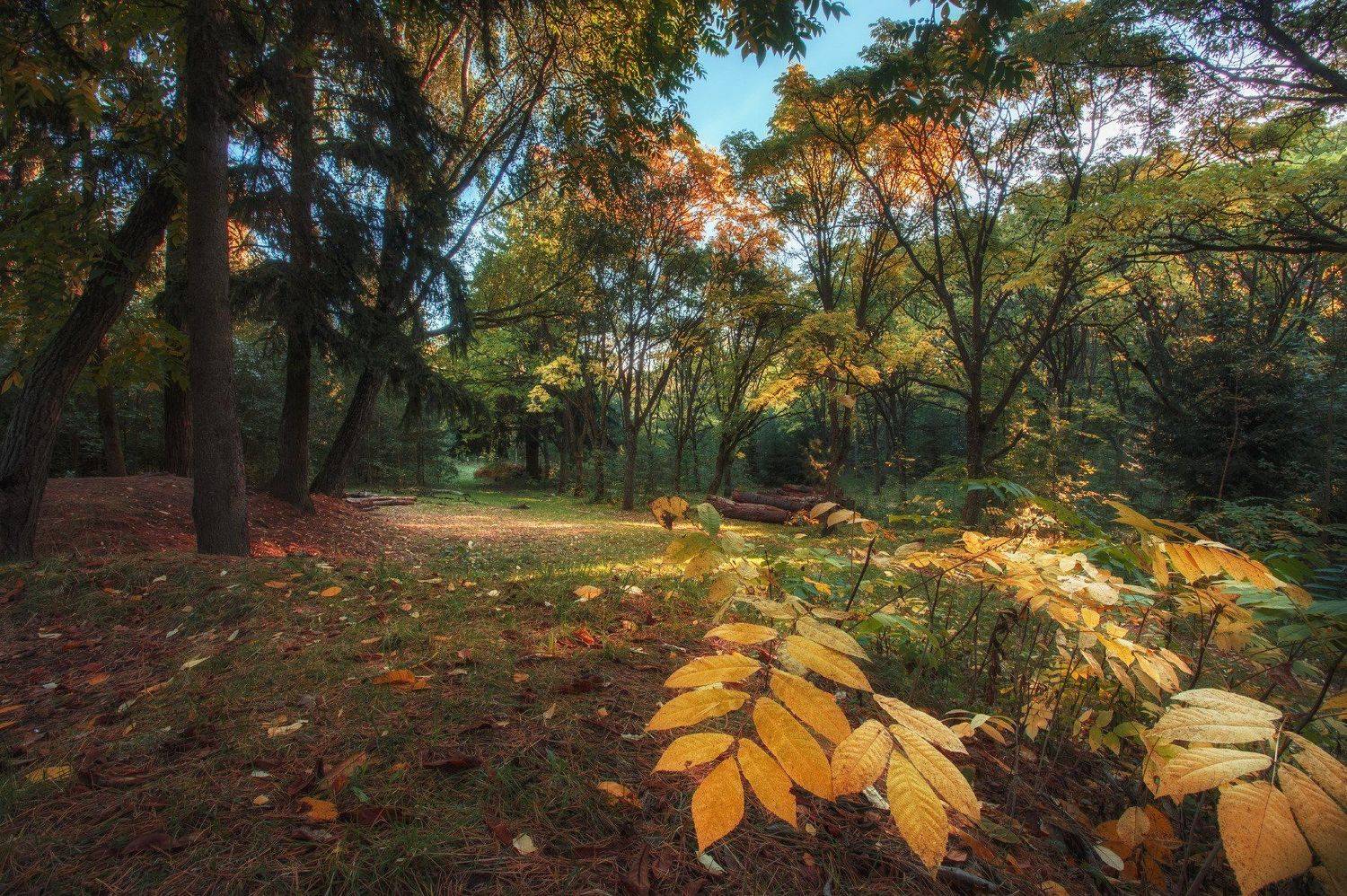 лес, осень, вечер, роща, минск, беларусь, Andrey Kozlov