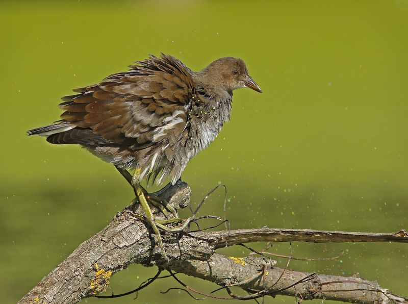 Камышница. фото превью