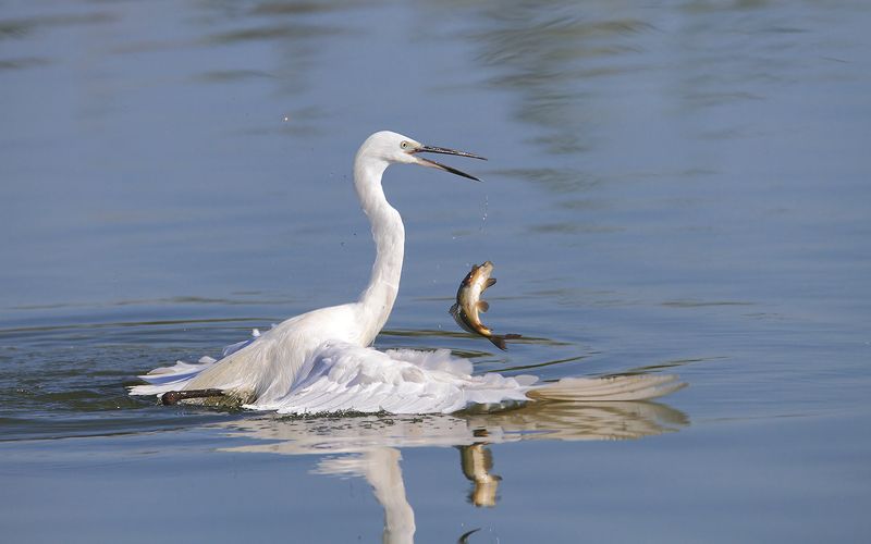 animals,birds,egret, fish, 7d, 600mm, животные,птицы,рыбаб цапля Танцы на воде фото превью
