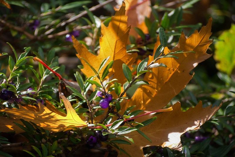 *** фото превью