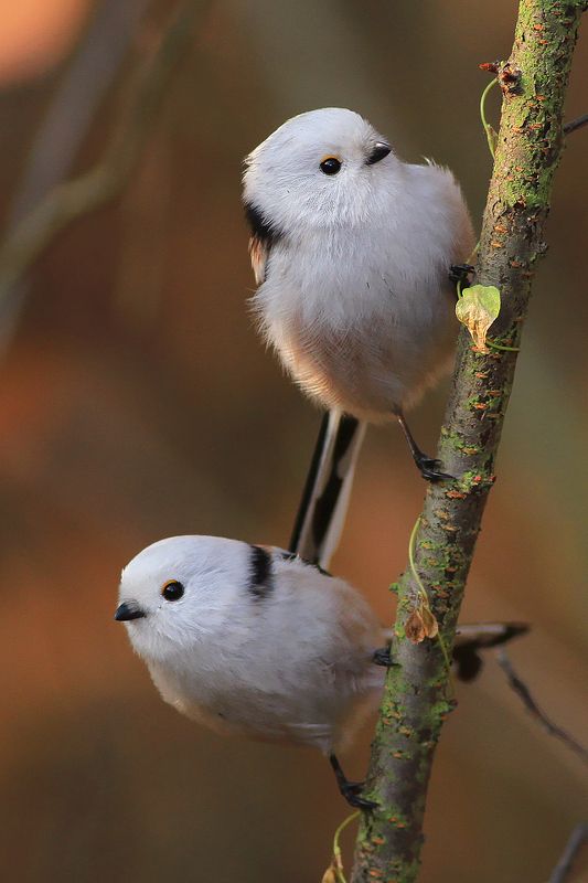 bird,wildlife,nature,forest,morning,color,beautiful,scene,songbird,birds,wild,beauty,autumn,sunlight Long-tailed tits фото превью