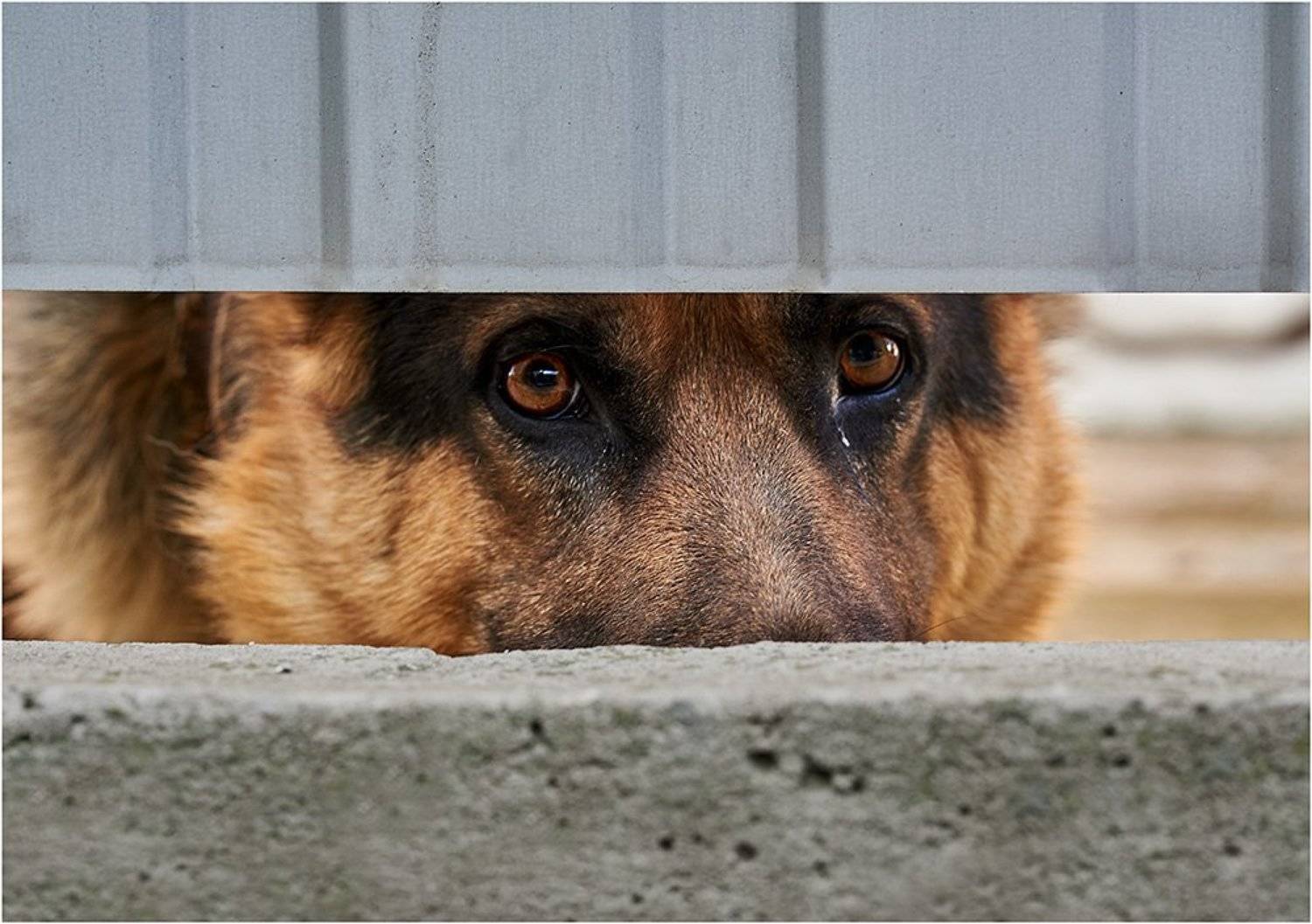 , Владимир Краснов