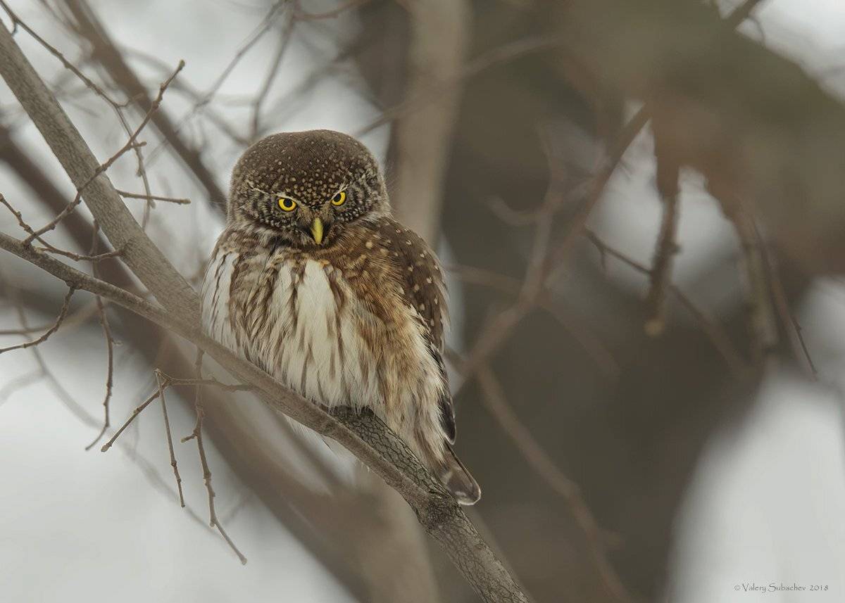 , Валерий Субачев