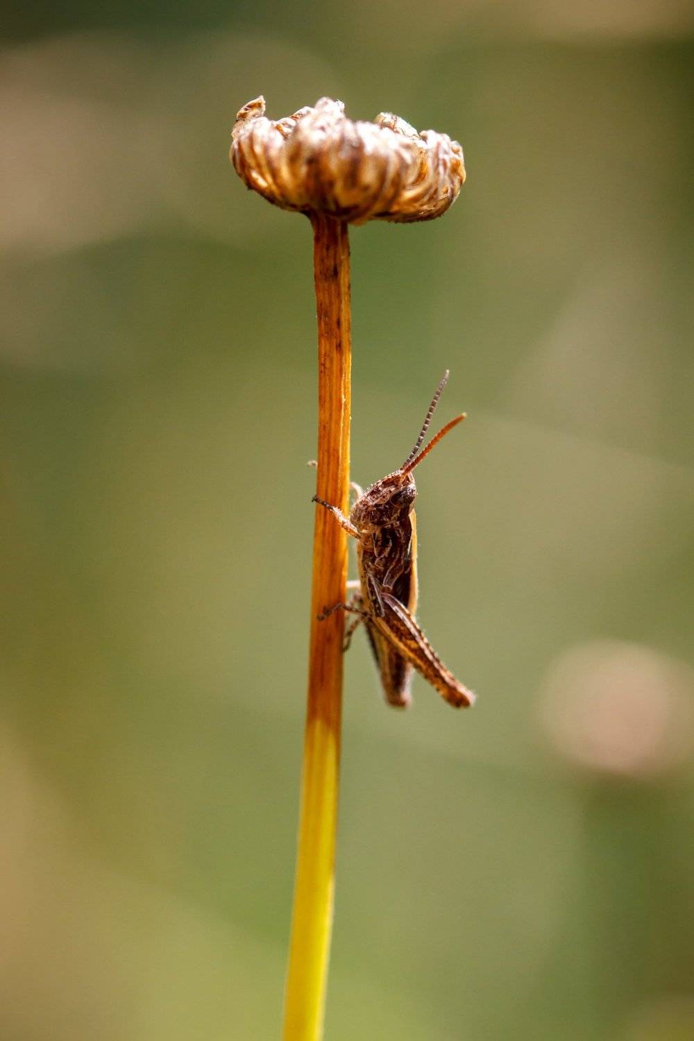 макро, кузнечик, насекомое, сухоцвет, Efremenko Nikita