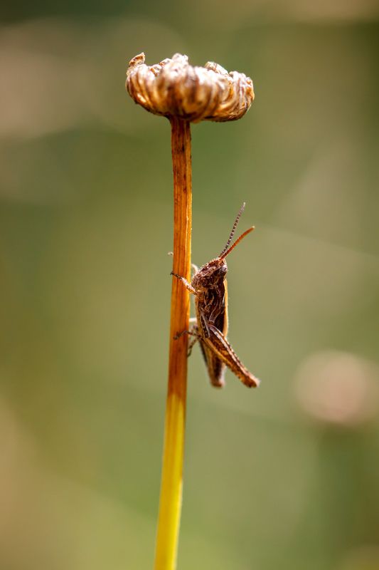макро, кузнечик, насекомое, сухоцвет Под зонтиком фото превью