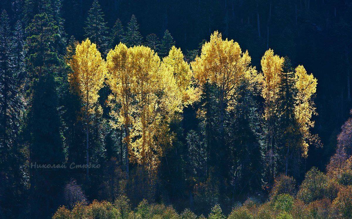 кавказ, лес, осень, горы, Николай Стюбко