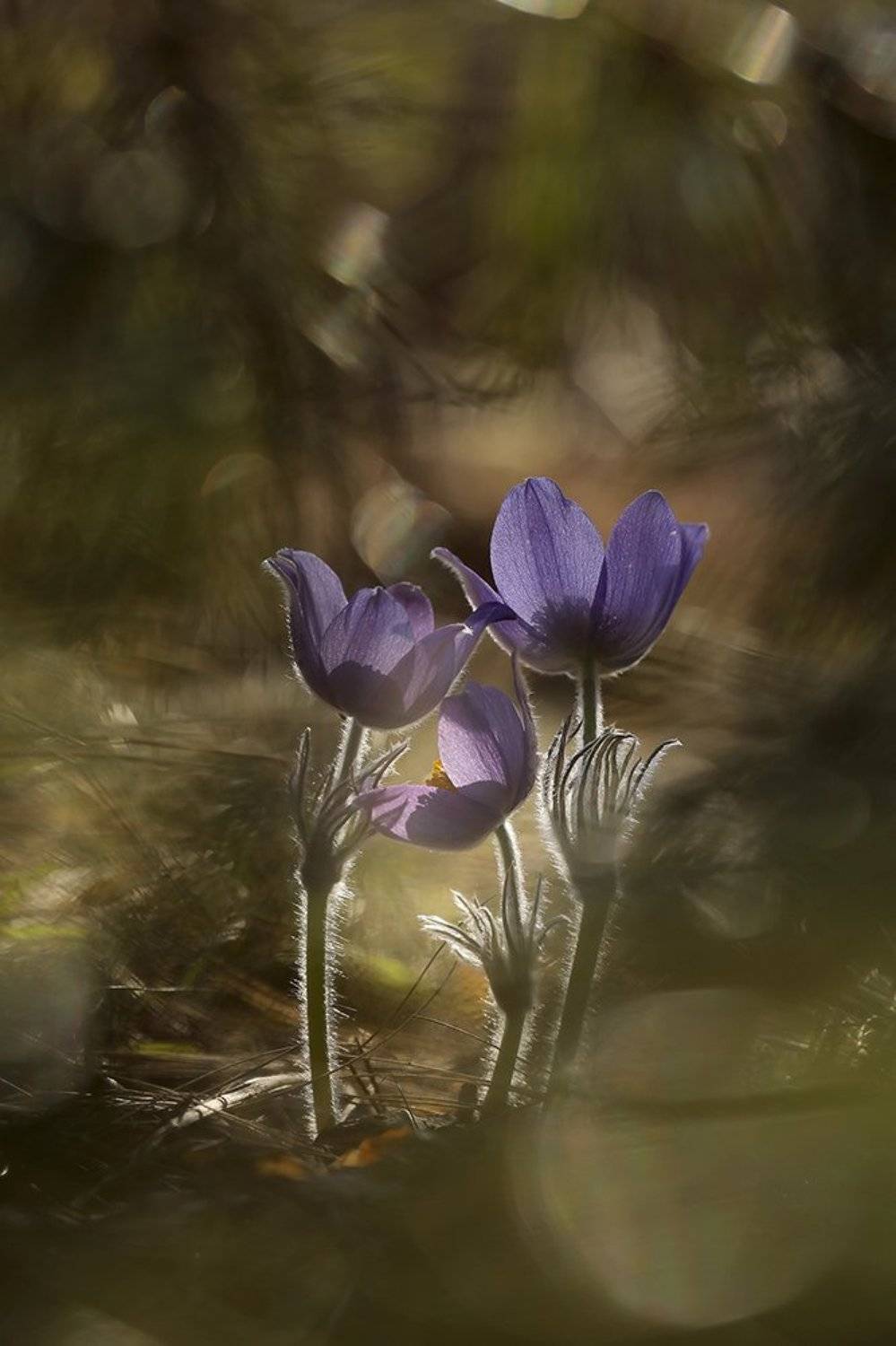 , Иваненко Светлана