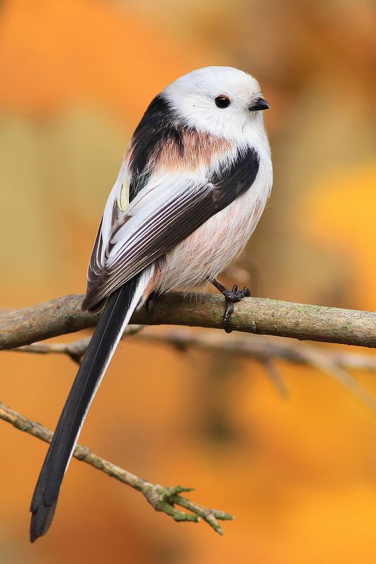 bird,wildlife,nature,forest,morning,color,beautiful,scene,songbird,birds,wild,beauty,autumn,sunlight Long-tailed tit фото превью