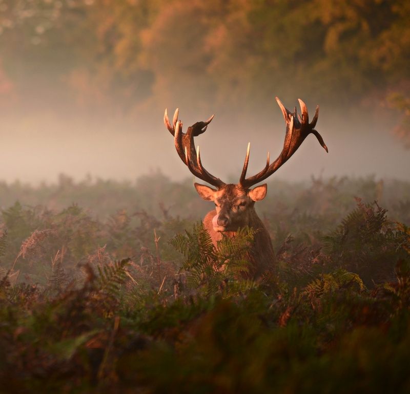 Show Me Your Tongue... фото превью