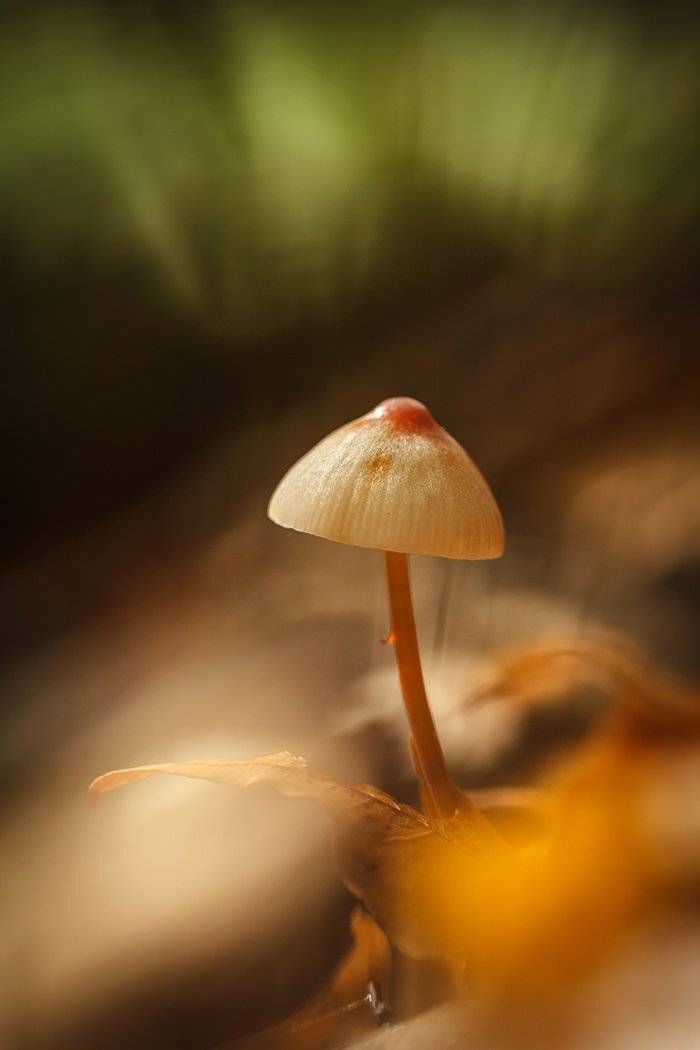 , Илья Михеев