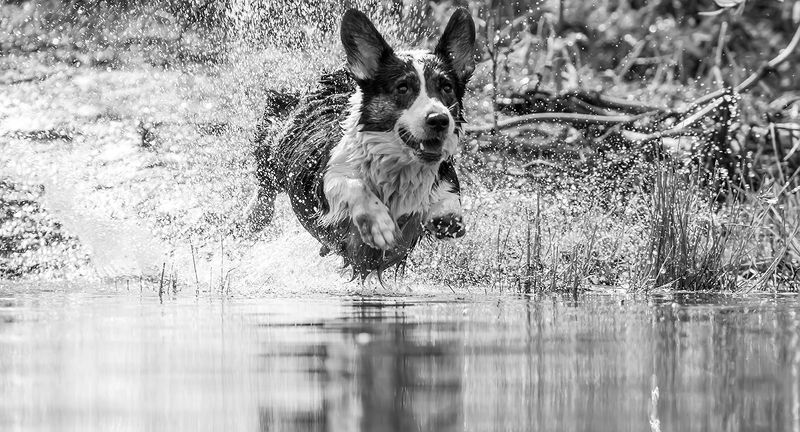 *** фото превью