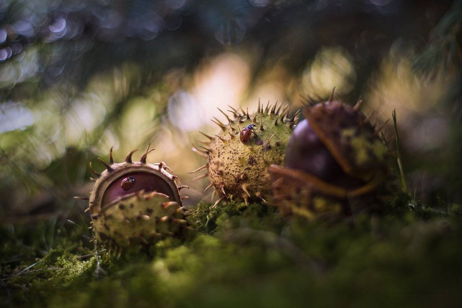 , Grzegorz macrofun Pazdyga