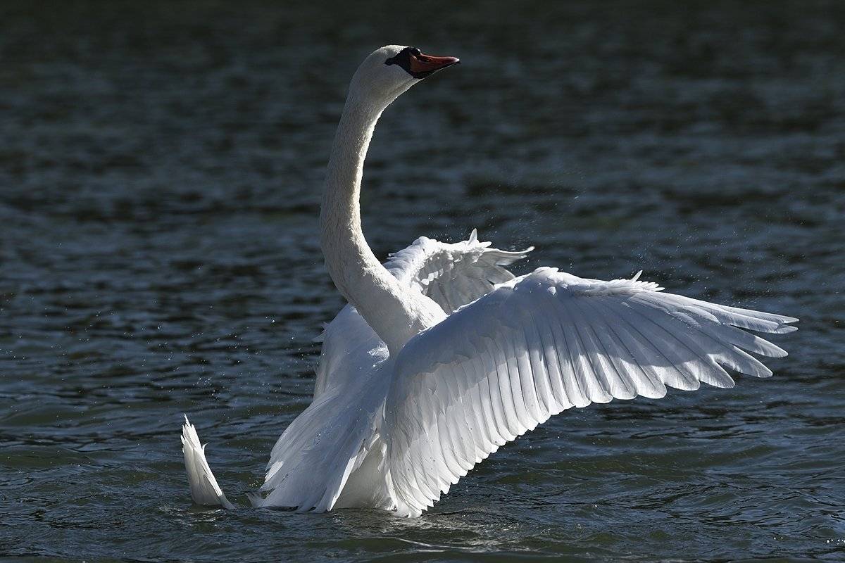 птицы birds, Jaroslav Mego