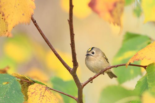 Bird from a fairy tale
