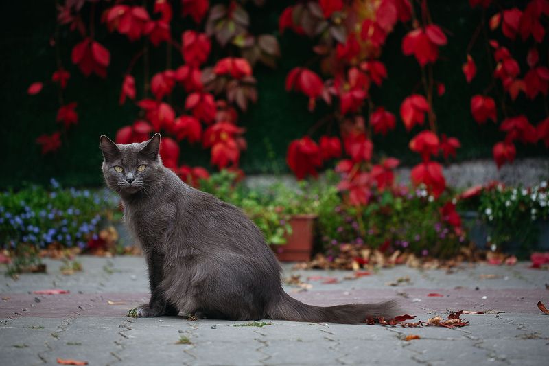 кошка Жужа фото превью