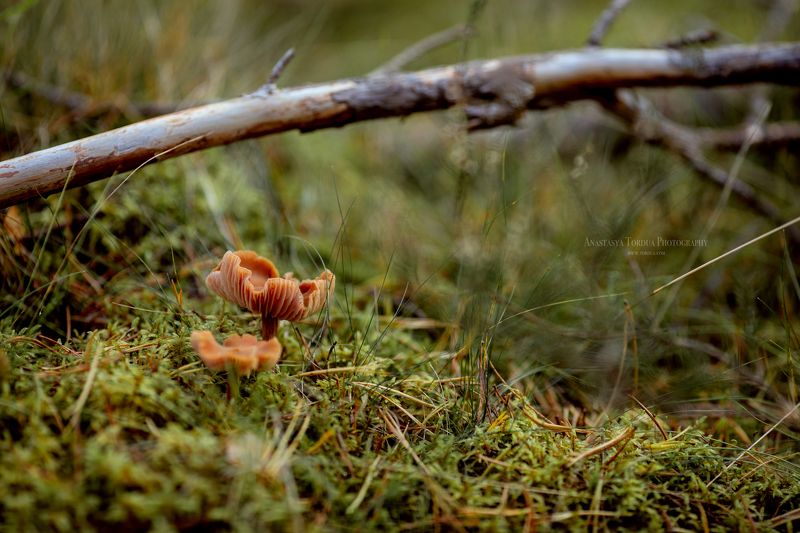 гриб лес пейзаж Житель леса фото превью