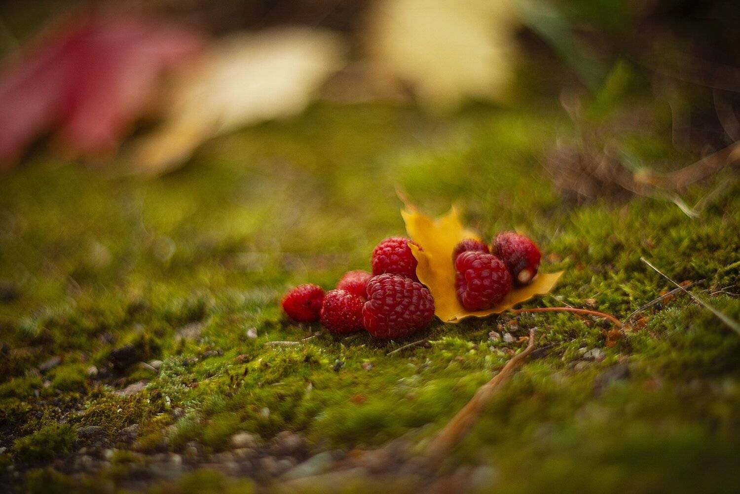 , Елена Горячева