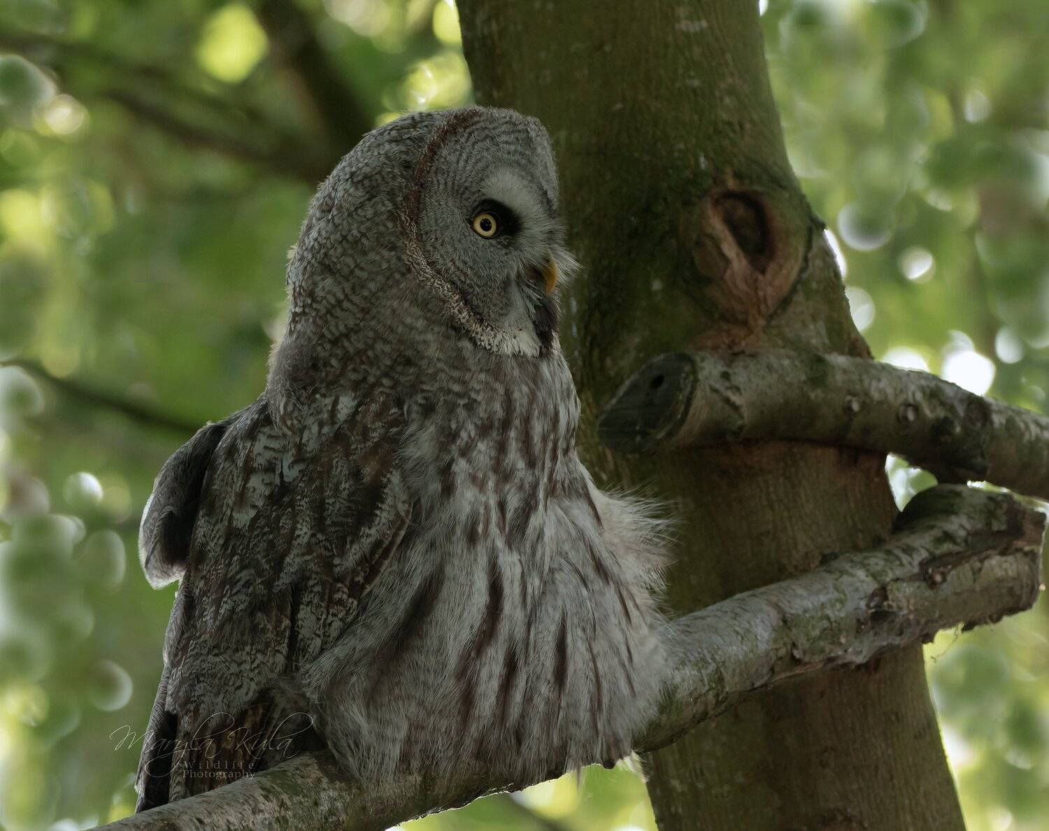 greatgreyowl, owl, birds, birds of prey, nature, wildlife, canon, sigma, MARIA KULA