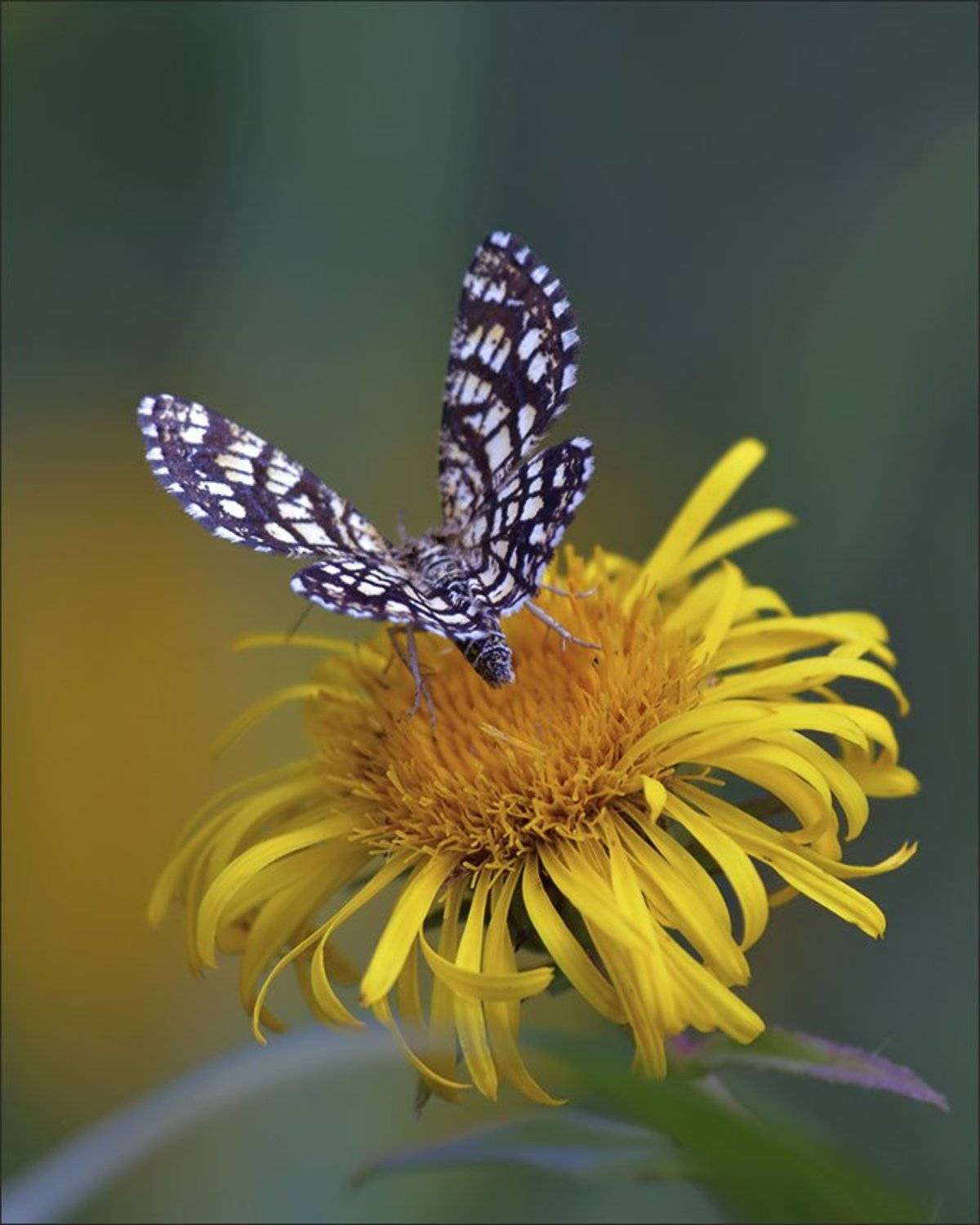 бабочка, Андрей Медведев