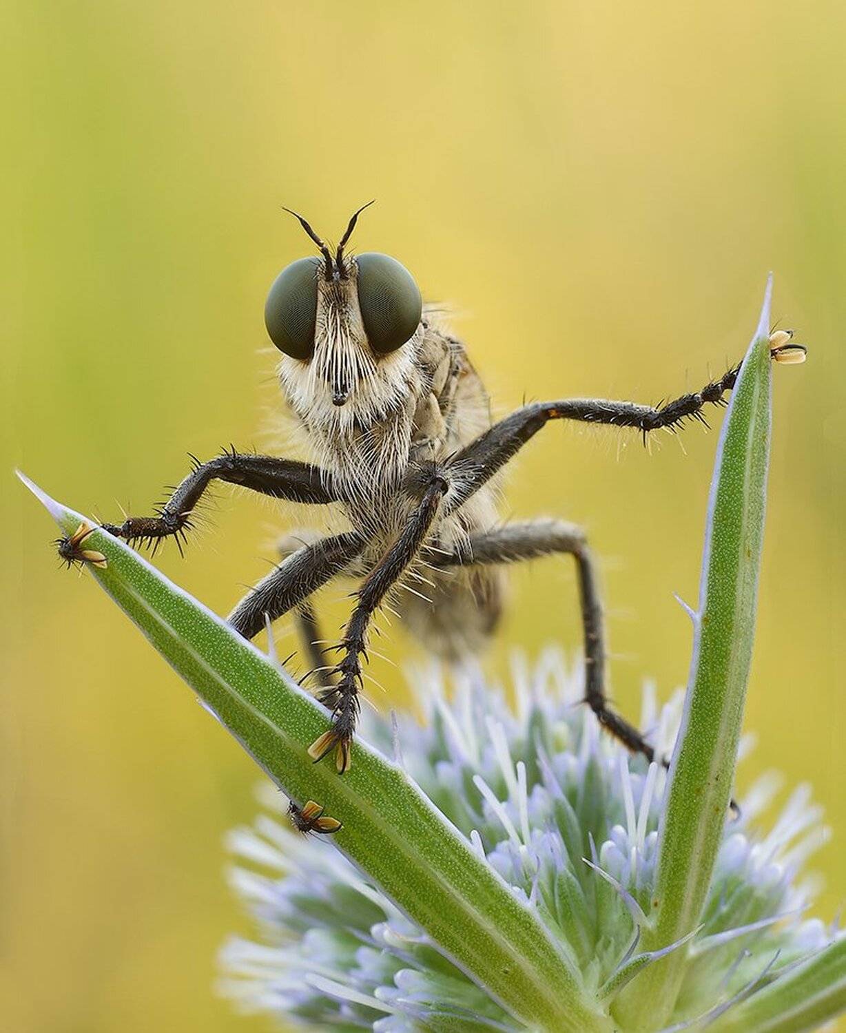 macro,макро, Евгений Лукашук