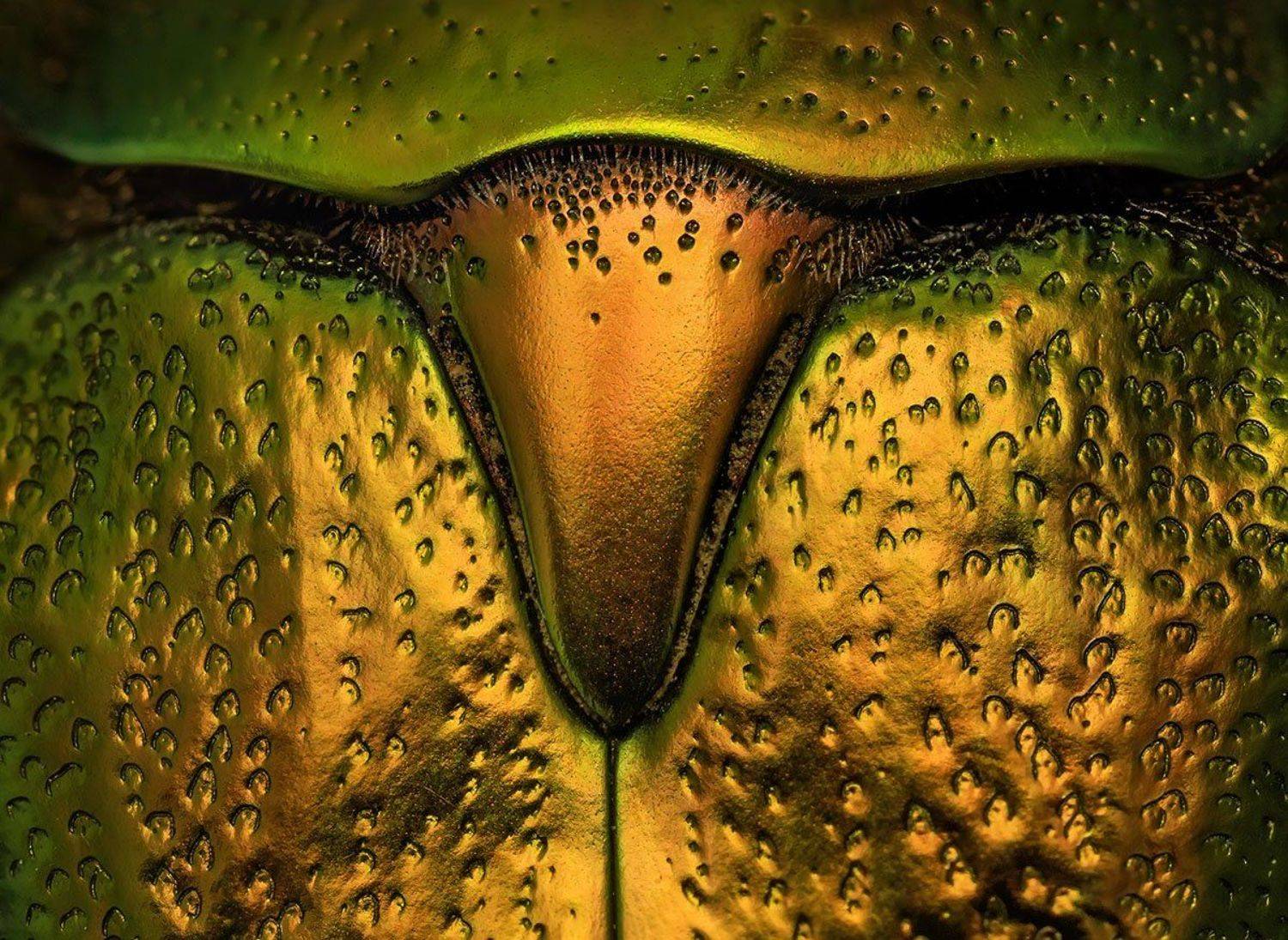 , Валерия Зверева