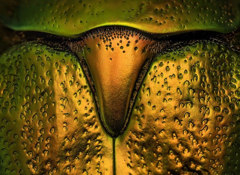 Золотой телец фото превью