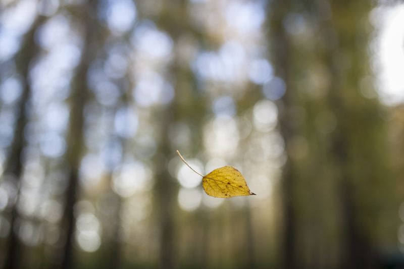 осень Осень пролетая... фото превью