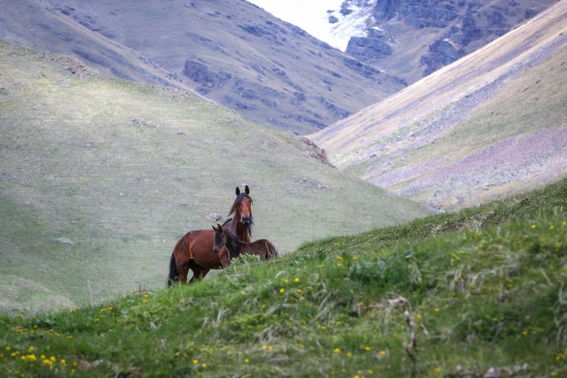 кчр, архзыз,осень ,горы ,кавказ,лошадь ,жеребенок, мухинское ущелье Лошади , Мухинское ущелье ... фото превью