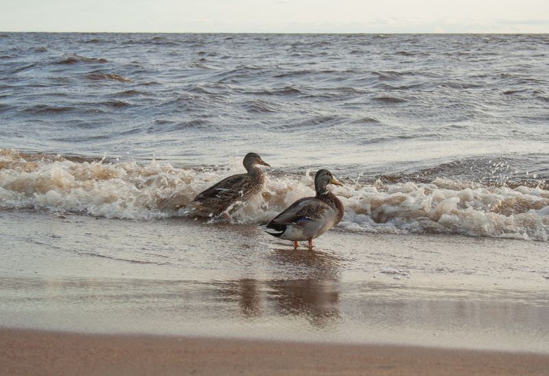 птицы, море, утки, вечер, балтика У моря фото превью