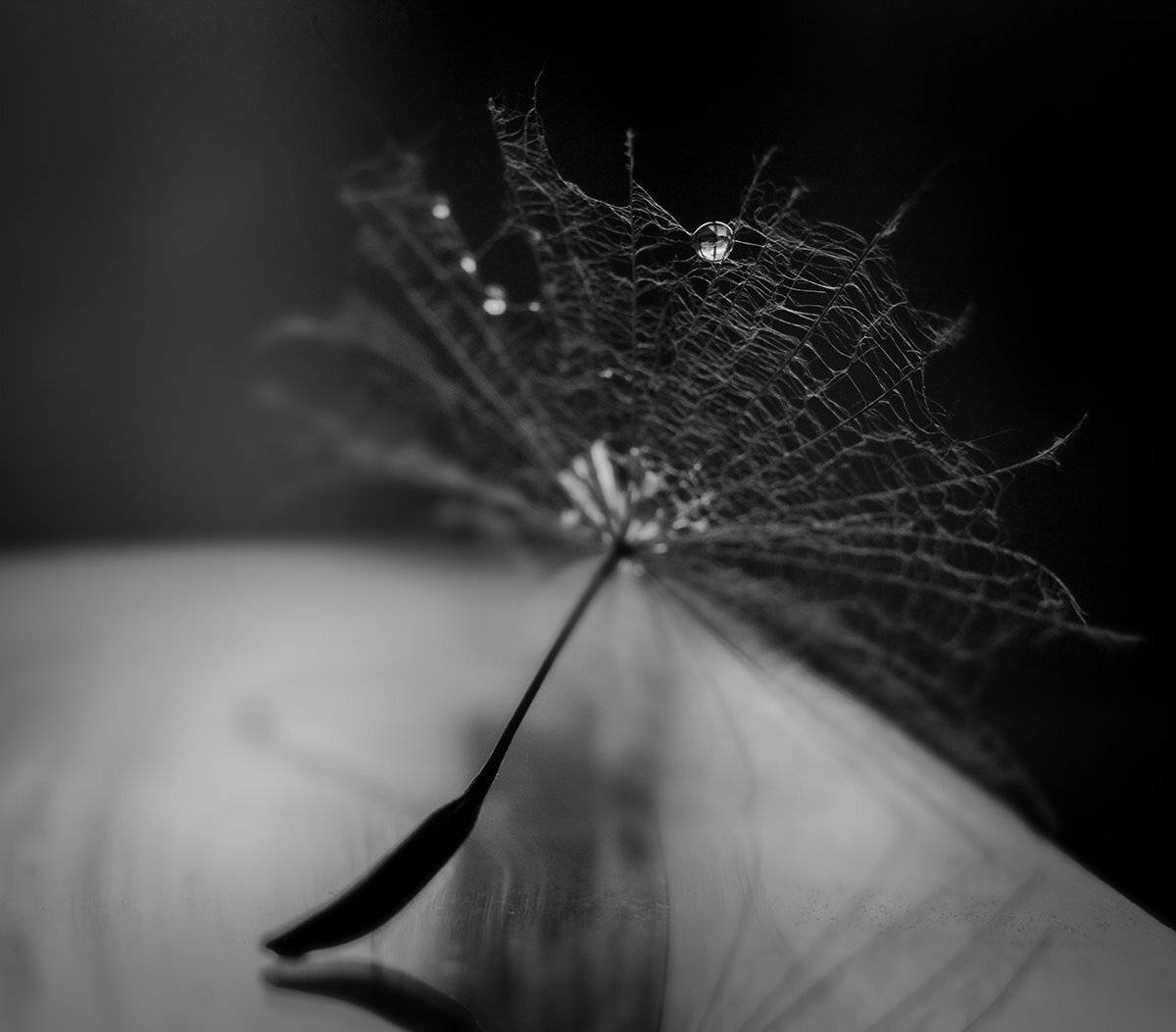 , Svoboda Andreeva