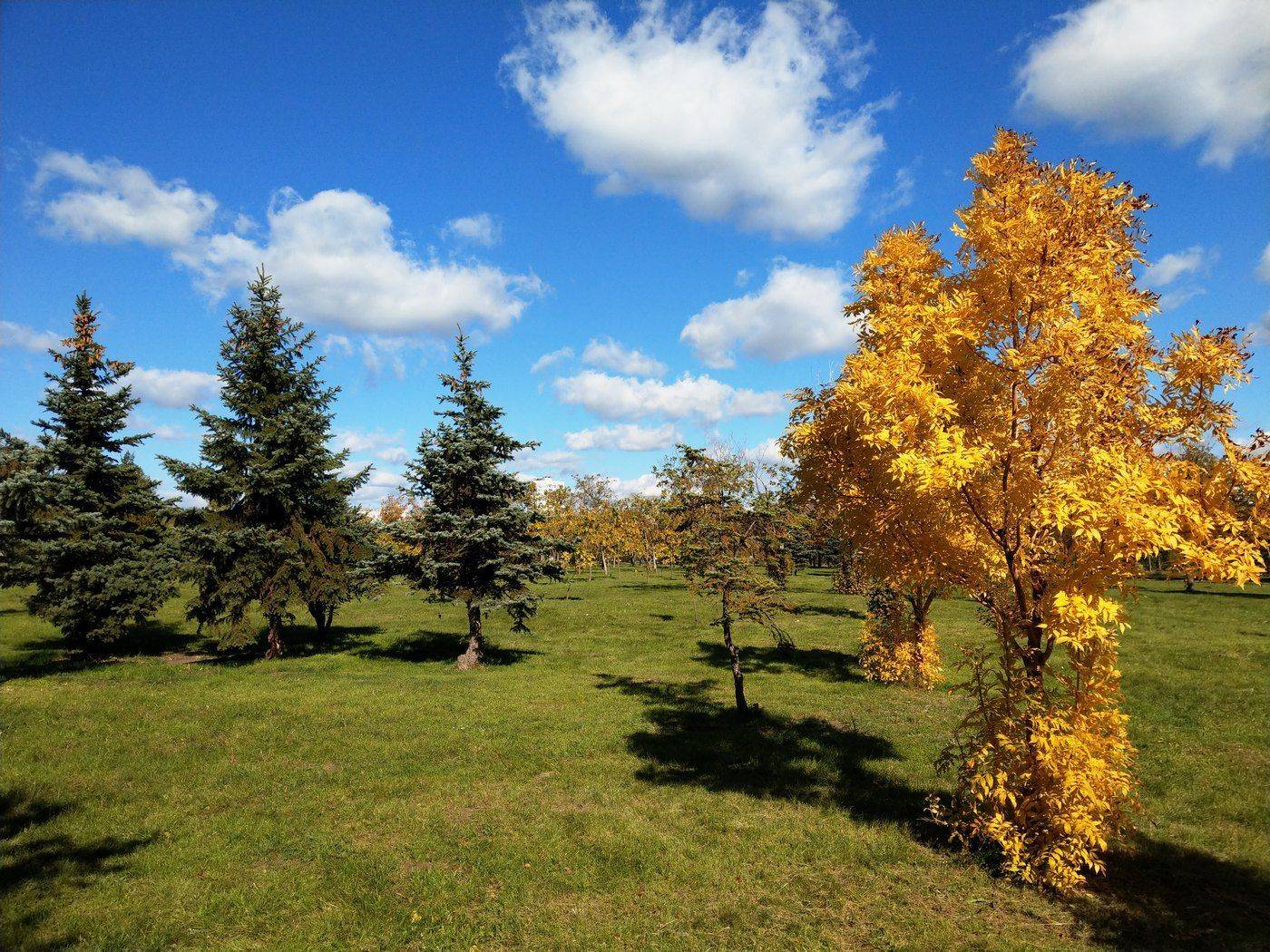 осень,небо,зелень,облака,пейзаж,цвет,дерево, Сергей Богачёв