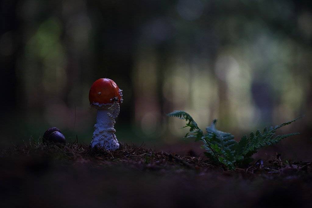 Гриб,лес,осень., Viktor Schneider