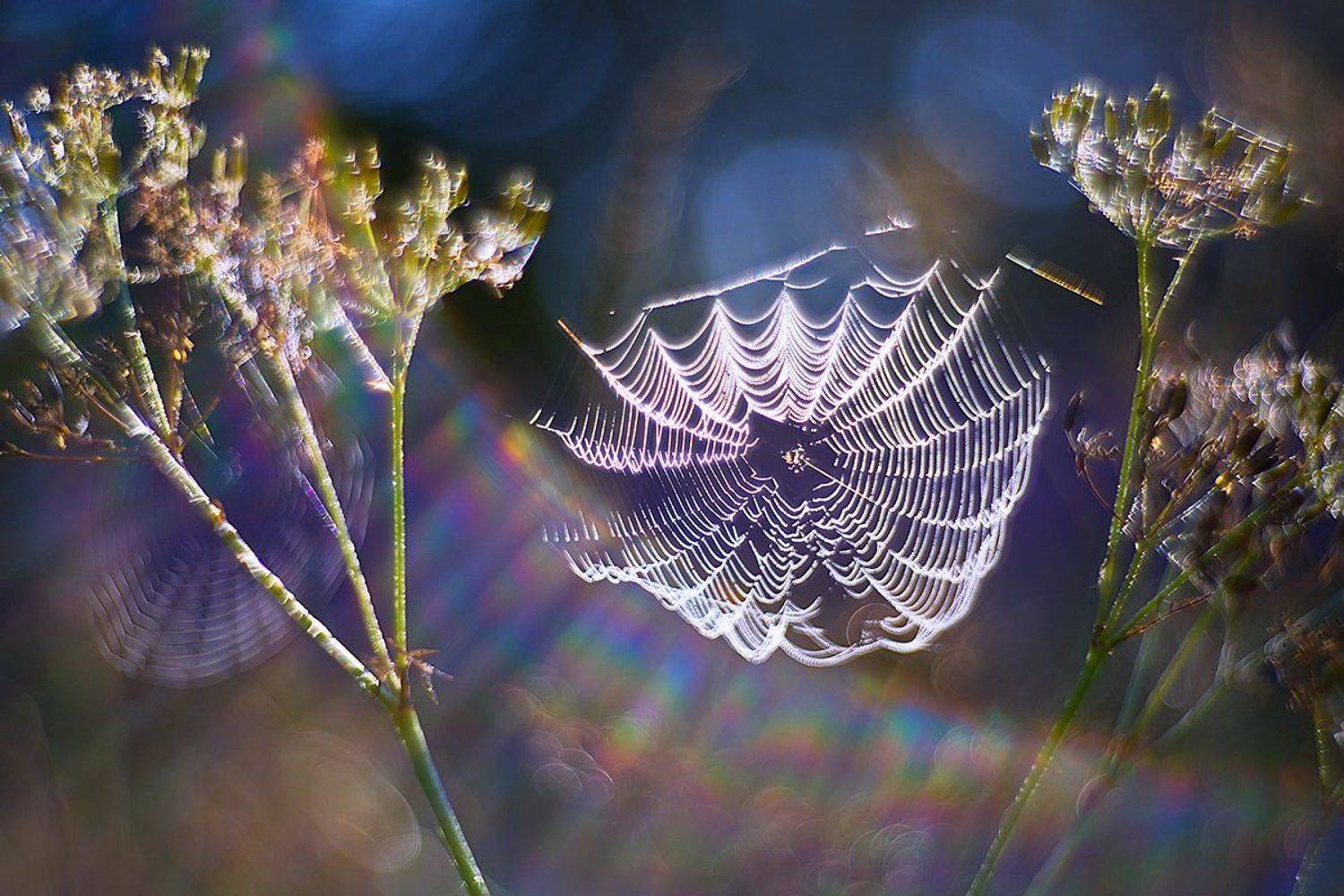 паутина, утро, макро, природа, роса, петцваль, боке, Елена Соловьёва
