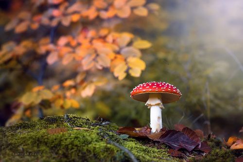 Amanita muscaria ....