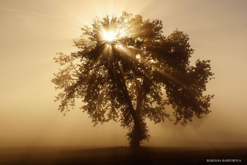 Tuscany sunrise фото превью