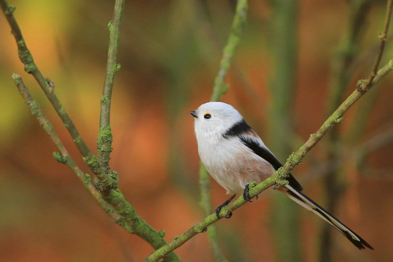 bird,autumn,color,trees,colorful,branch,birds,animal, Piotr G&oacute;rny
