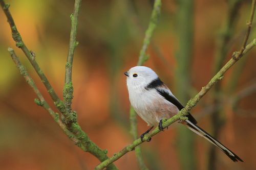 Long-tailed tit