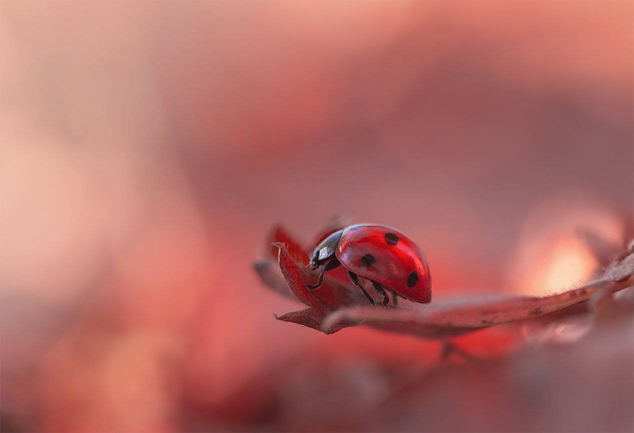 , Людмила Гудина