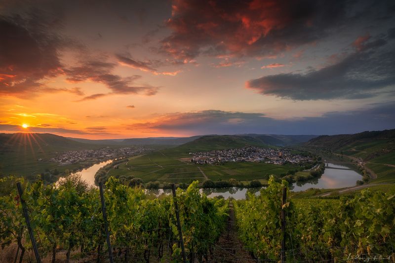 bow tie, bushes, church, evening, germany, grapes, horseshoebend, leiwen, loop. bow, mosel, mosel horseshoebend, mosel wine, mosele wine, moselle, moselle valley, moselschleife, orange, outdoors, pink, ribbon, river, summer, sunset, sunstar, town, trees,  Moselle Intoxication фото превью