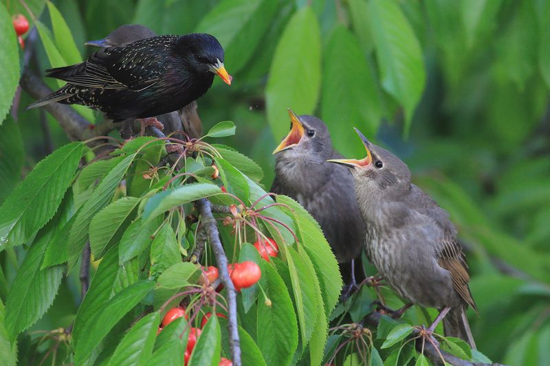 bird,wildlife,nature,dinner,tree,color,funny,scene,starling,birds,wild,beauty,green,cherry,eating,summer,garden Dinner фото превью